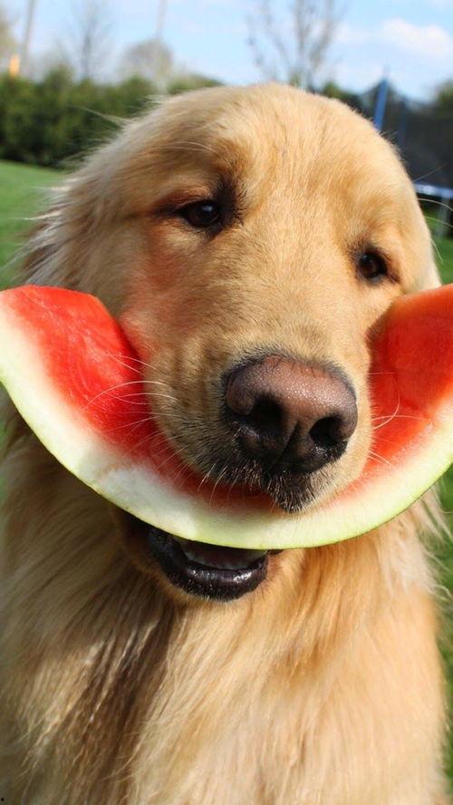 娱乐吃瓜酱监控小狗,小狗日常萌态大曝光！  第3张